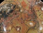 Fossil Orthoceras & Goniatite Plate - Stoneware #40523-1
